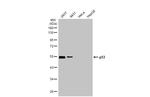 p53 Antibody in Western Blot (WB)