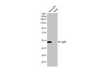 p53 Antibody in Western Blot (WB)