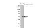 p53 Antibody in Western Blot (WB)