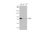 RIP1 Antibody in Western Blot (WB)