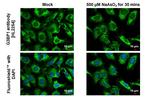 G3BP1 Antibody in Immunocytochemistry (ICC/IF)