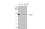 G3BP1 Antibody in Western Blot (WB)