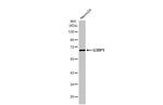 G3BP1 Antibody in Western Blot (WB)