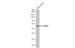 G3BP1 Antibody in Western Blot (WB)