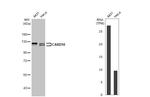 CARD10 Antibody in Western Blot (WB)