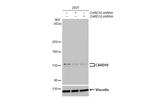 CARD10 Antibody in Western Blot (WB)