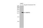 CHOP Antibody in Western Blot (WB)