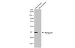 Stargazin Antibody in Western Blot (WB)