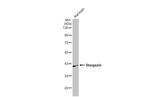 Stargazin Antibody in Western Blot (WB)