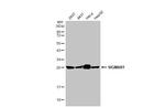 Sigma-1 Receptor Antibody in Western Blot (WB)