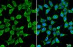 GPS2 Antibody in Immunocytochemistry (ICC/IF)