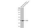 GPS2 Antibody in Western Blot (WB)