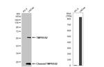 TMPRSS2 Antibody in Western Blot (WB)