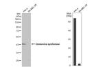 Glutamine Synthetase Antibody in Western Blot (WB)