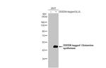 Glutamine Synthetase Antibody in Western Blot (WB)