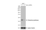 Glutamine Synthetase Antibody in Western Blot (WB)