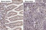 UHRF1 Antibody in Immunohistochemistry (Paraffin) (IHC (P))