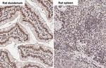 UHRF1 Antibody in Immunohistochemistry (Paraffin) (IHC (P))