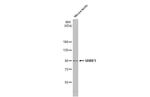 UHRF1 Antibody in Western Blot (WB)