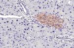 GLP1R Antibody in Immunohistochemistry (Paraffin) (IHC (P))