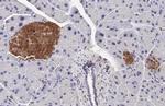 GLP1R Antibody in Immunohistochemistry (Paraffin) (IHC (P))