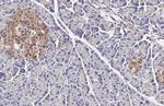 GLP1R Antibody in Immunohistochemistry (Paraffin) (IHC (P))