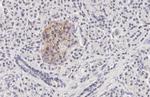 GLP1R Antibody in Immunohistochemistry (Paraffin) (IHC (P))