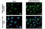 SNAIL Antibody in Immunocytochemistry (ICC/IF)