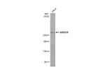 ARID1A Antibody in Western Blot (WB)