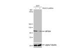 VPS34 Antibody in Western Blot (WB)