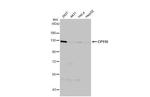 CP110 Antibody in Western Blot (WB)