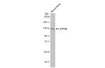 CP110 Antibody in Western Blot (WB)