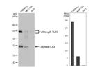 TLR3 Antibody in Western Blot (WB)