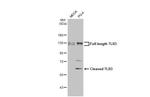 TLR3 Antibody in Western Blot (WB)