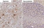 RNaseH1 Antibody in Immunohistochemistry (Paraffin) (IHC (P))