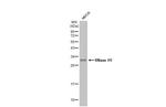 RNaseH1 Antibody in Western Blot (WB)