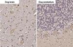 SERCA2 ATPase Antibody in Immunohistochemistry (Paraffin) (IHC (P))