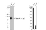 SERCA2 ATPase Antibody in Western Blot (WB)