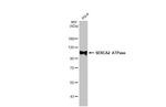 SERCA2 ATPase Antibody in Western Blot (WB)