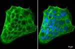 SLC7A5 Antibody in Immunocytochemistry (ICC/IF)