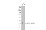 SLC7A5 Antibody in Western Blot (WB)