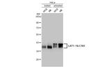 SLC7A5 Antibody in Western Blot (WB)