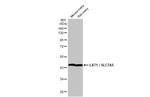 SLC7A5 Antibody in Western Blot (WB)