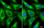 RANBP1 Antibody in Immunocytochemistry (ICC/IF)