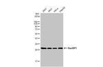 RANBP1 Antibody in Western Blot (WB)