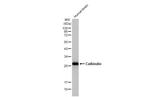 Calbindin D28K Antibody in Western Blot (WB)