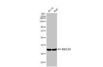 SUCLG1 Antibody in Western Blot (WB)