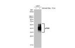 uPAR Antibody in Western Blot (WB)