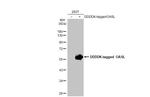 OASL Antibody in Western Blot (WB)