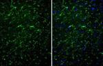 TMEM119 Antibody in Immunohistochemistry (Paraffin) (IHC (P))